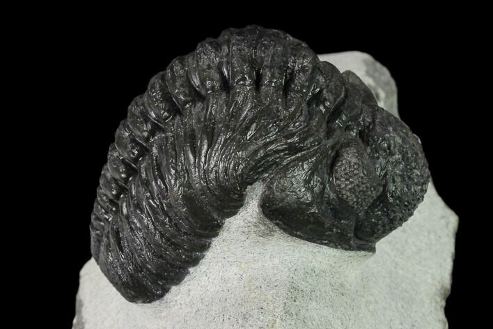 Adrisiops Weugi Trilobite - Recently Described Phacopid #137917